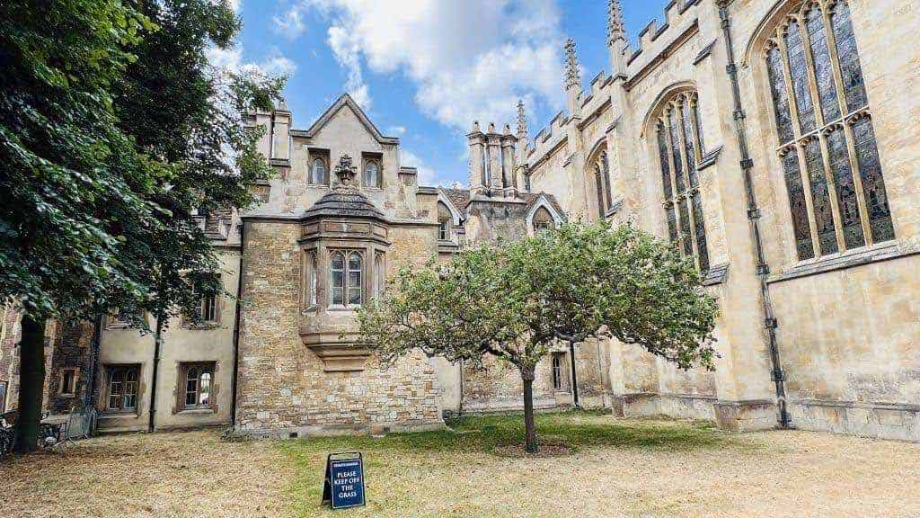 Manzano descendiente del árbol de Newton frente a un edificio del Trinity College