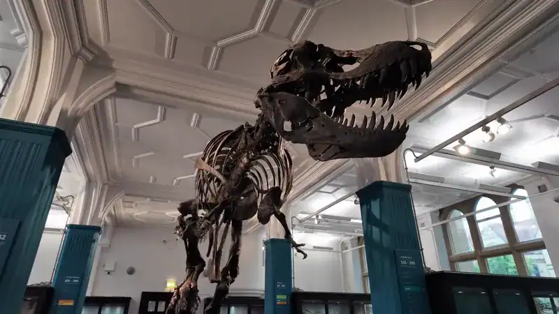 Stan, el esqueleto de tiranosaurio rex del Museo de Manchester