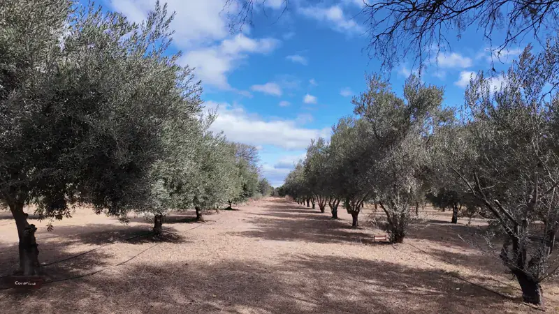 Hileras de olivos en el olivar Sierra Pura, en Luyaba